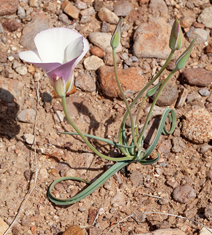 Sego Lily Calochortus  