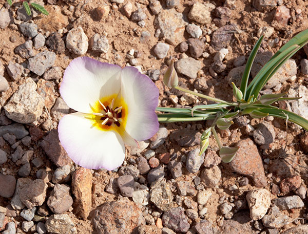 Sego Lily Calochortus  