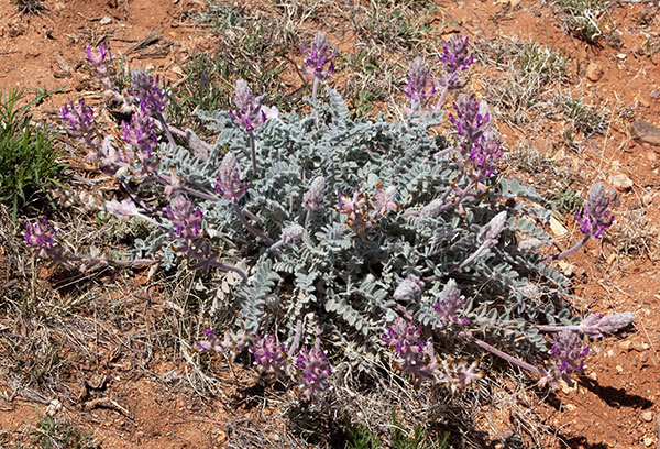 Locoweed Milkvetch Astragalus   