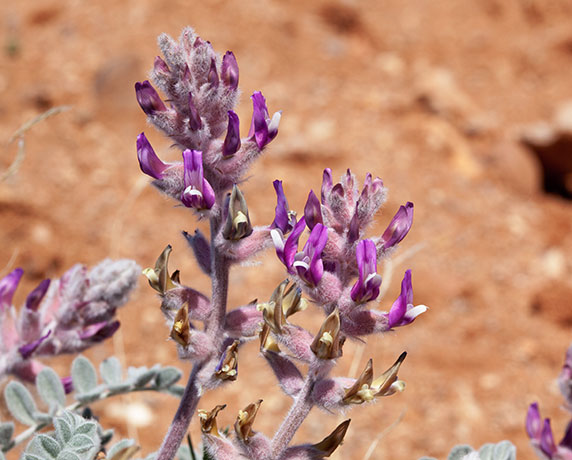 Locoweed Milkvetch Astragalus   