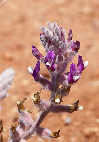 Locoweed Milkvetch Astragalus   