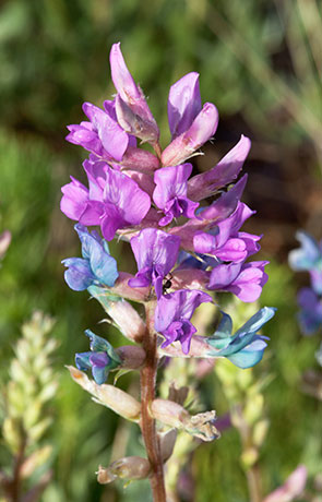 Purple Loco Locoweed Oxytropis lambertii    