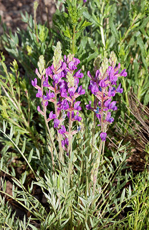 Purple Loco Locoweed Oxytropis lambertii    