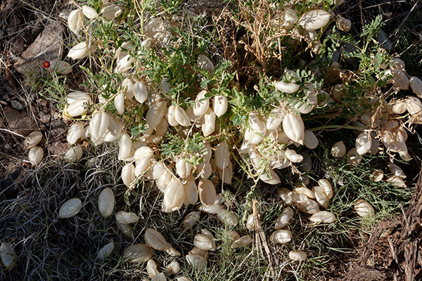 Locoweed Milkvetch Astragalus   