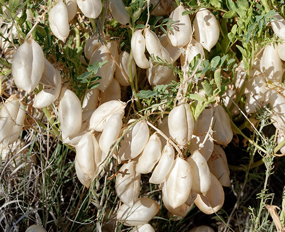 Locoweed Milkvetch Astragalus   