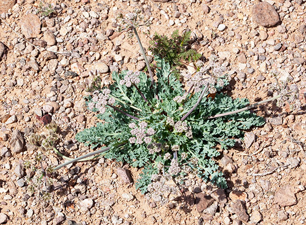 Biscuitroot Apiaceae Lomatium sp. orientale? 