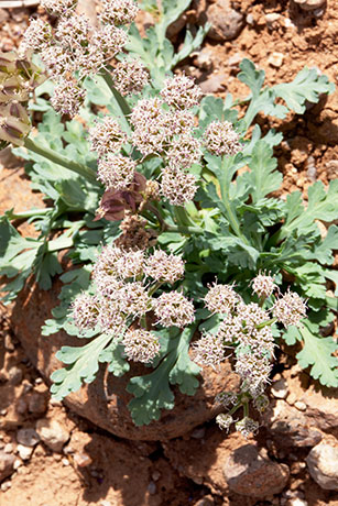 Biscuitroot Apiaceae Lomatium sp. orientale? 