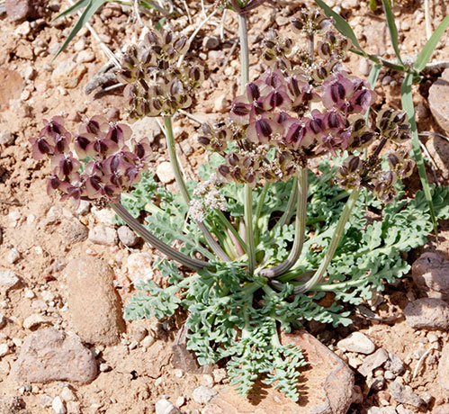 Biscuitroot Apiaceae Lomatium sp. orientale? 