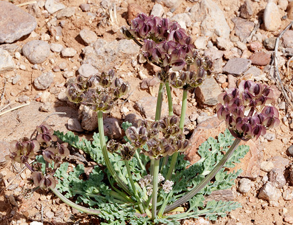 Biscuitroot Apiaceae Lomatium sp. orientale? 
