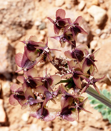 Biscuitroot Apiaceae Lomatium sp. orientale? 