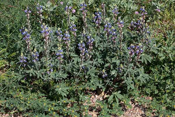 Desert Lupine Lupinus sparsiflorus Coulter's Lupine