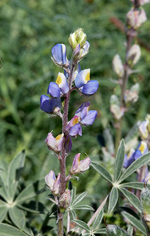 Desert Lupine Lupinus sparsiflorus Coulter's Lupine