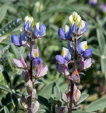 Desert Lupine Lupinus sparsiflorus Coulter's Lupine