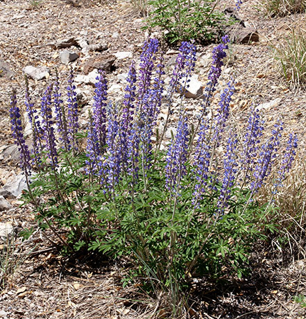 Lupine (New Mexico ?) Lupinus ( neomexicanus ? )