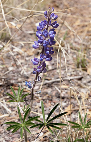 Lupine (New Mexico ?) Lupinus ( neomexicanus ? )