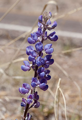 Lupine (New Mexico ?) Lupinus ( neomexicanus ? )