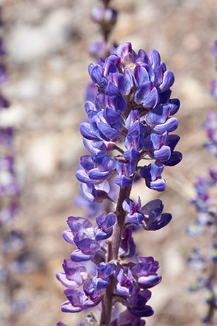 Lupine (New Mexico ?) Lupinus ( neomexicanus ? )