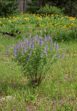 Lupine Lupinus 