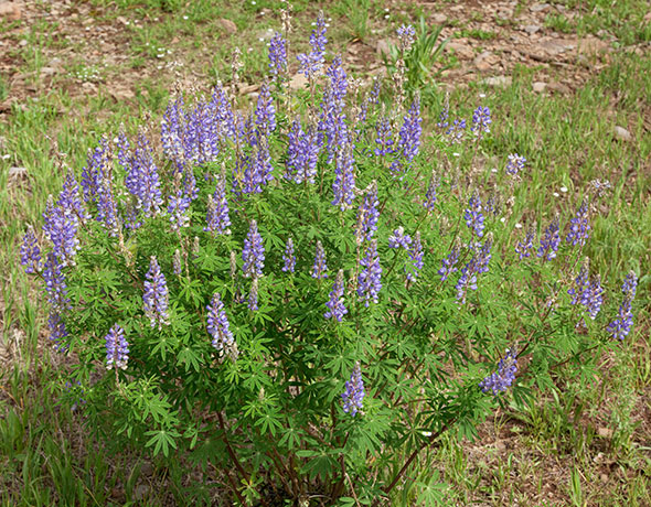 Lupine Lupinus 