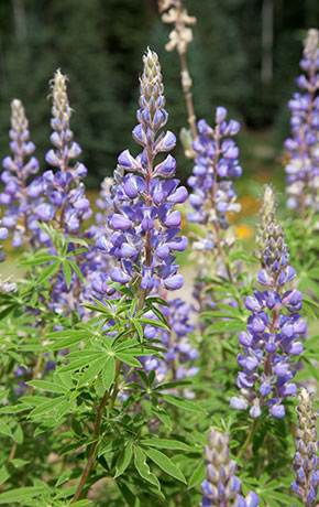 Lupine Lupinus 