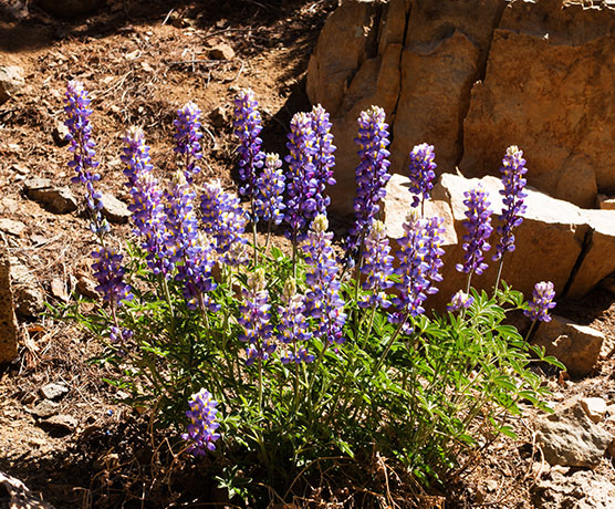 Lupine sp. Lupinus 
