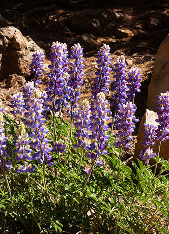 Lupine sp. Lupinus 