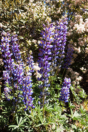 Lupine sp. Lupinus 