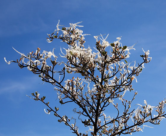 Hairy Mountain-Mahogany Cercocarpus breviflorus 