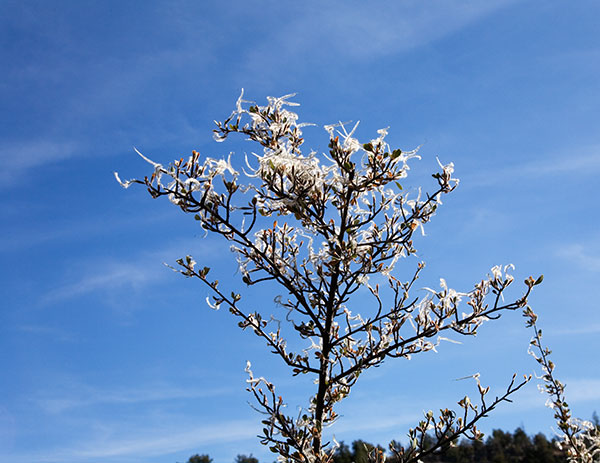 Hairy Mountain-Mahogany Cercocarpus breviflorus 