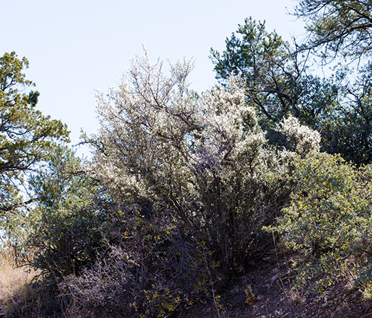 Hairy Mountain-Mahogany Desert Mountain Mahogany Cercocarpus breviflorus 