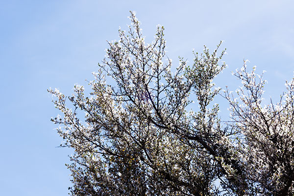 Hairy Mountain-Mahogany Desert Mountain Mahogany Cercocarpus breviflorus 