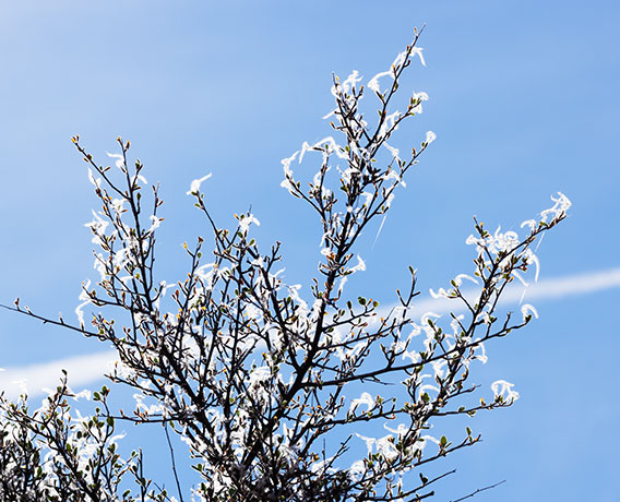 Hairy Mountain-Mahogany Desert Mountain Mahogany Cercocarpus breviflorus 