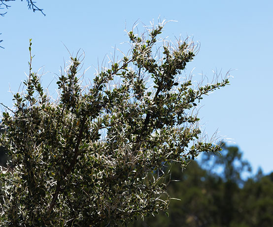 Hairy Mountain-Mahogany Desert Mountain Mahogany Cercocarpus breviflorus 