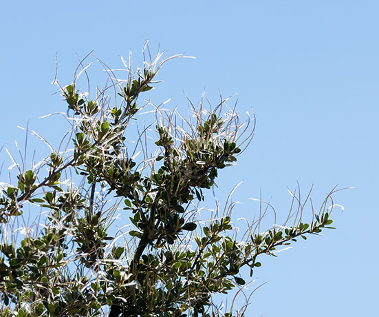 Hairy Mountain-Mahogany Desert Mountain Mahogany Cercocarpus breviflorus 
