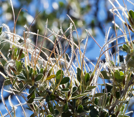 Hairy Mountain-Mahogany Desert Mountain Mahogany Cercocarpus breviflorus 
