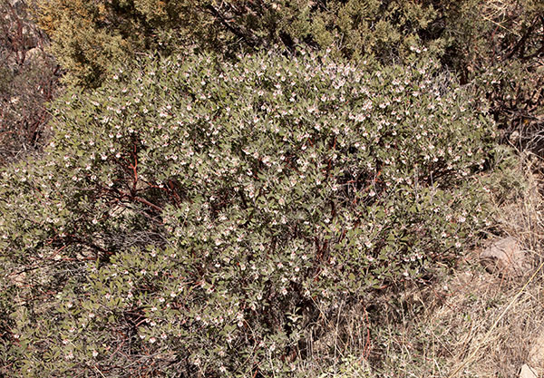 Pointleaf Manzanita Arctostaphylos pungens  