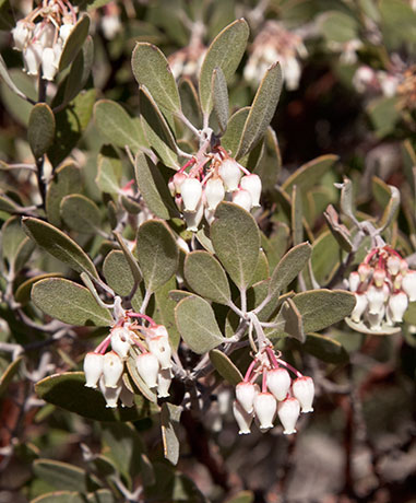 Pointleaf Manzanita Arctostaphylos pungens  