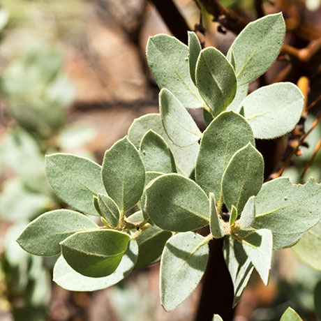 Pointleaf Manzanita Arctostaphylos pungens  