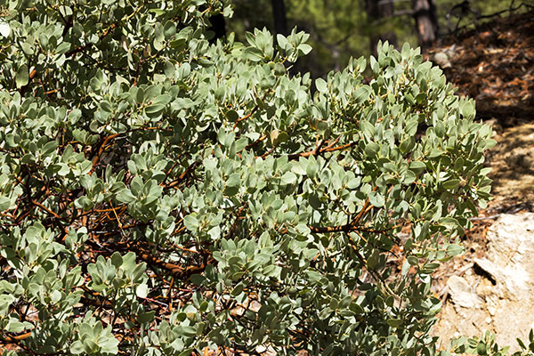 Pointleaf Manzanita Arctostaphylos pungens  