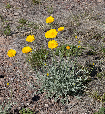 Desert Marigold Baileya multiradiata  