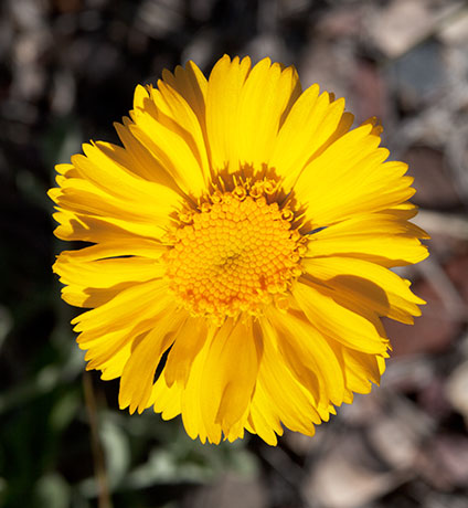 Desert Marigold Baileya multiradiata  