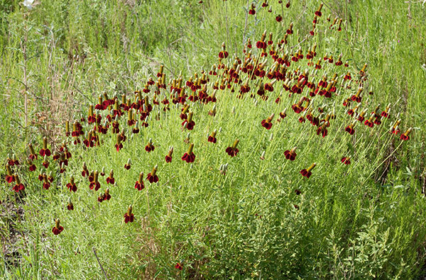 Mexican Hat Ratibida Columnifera forma pulcherrima Ratibida columnaris