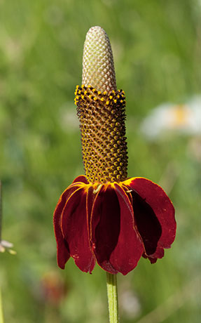 Mexican Hat Ratibida Columnifera forma pulcherrima Ratibida columnaris