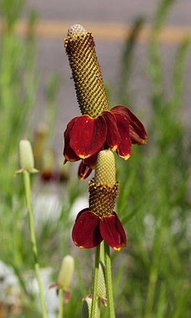 Mexican Hat Ratibida Columnifera forma pulcherrima Ratibida columnaris