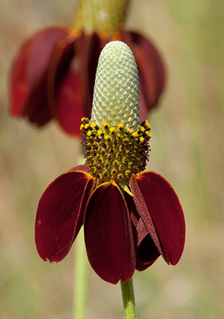 Mexican Hat Ratibida Columnifera forma pulcherrima Ratibida columnaris