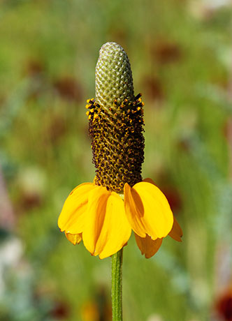 Mexican Hat Ratibida Columnifera forma columnifera Ratibida columnaris