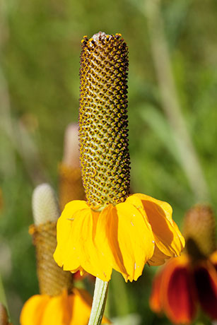 Mexican Hat Ratibida Columnifera forma columnifera Ratibida columnaris