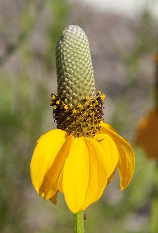Mexican Hat Ratibida Columnifera forma columnifera Ratibida columnaris