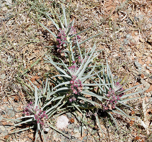 Bract Milkweed Shortcrown Milkweed Asclepias brachystephana  