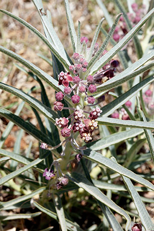 Bract Milkweed Shortcrown Milkweed Asclepias brachystephana  